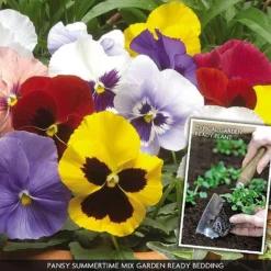 Pansy 'Summertime Mix' (Garden Ready) -FloraNest Store PANS V70658 A h