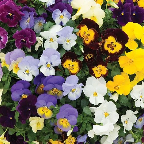 Pansy Cool Wave 2 Pansy Cool Wave - Image 2