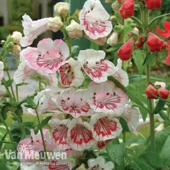 Penstemon 'Ice Cream Collection' -FloraNest Store PENS V18184 A1