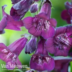 Penstemon 'Ice Cream Collection' -FloraNest Store PENS V48835 A1