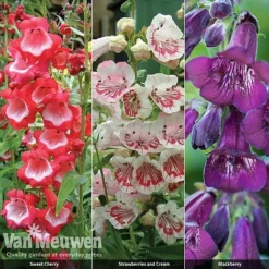 Penstemon 'Ice Cream Collection' -FloraNest Store PENS V48836 A