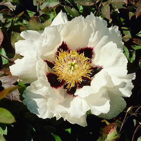 Tree Peony Rockii 1 Tree Peony Rockii