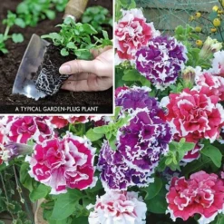 Petunia 'Orchid-Flowered Mixed' F1 Hybrid Success Kit -FloraNest Store PETU V59905 A1