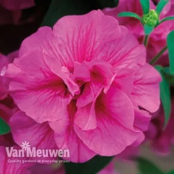 Petunia 'Frills & Spills™ Mixed' -FloraNest Store PETU VKA1199 F