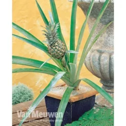 Pineapple Plant -FloraNest Store PINE V80761 A h