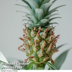 Pineapple Plant -FloraNest Store PINE PINEAPPLE KB1980 A