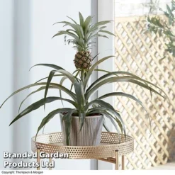 Pineapple Plant -FloraNest Store PINE PINEAPPLE KB1980 B
