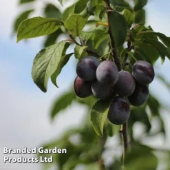 Plum Black Amber (Mini Fruit Tree) 7 Plum Black Amber (Mini Fruit Tree) -FloraNest Store PLUM T10632 C