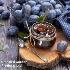 Plum Black Amber (Mini Fruit Tree) 8 Plum Black Amber (Mini Fruit Tree) -FloraNest Store PLUM T10632 D