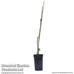 Plum Black Amber (Mini Fruit Tree) 9 Plum Black Amber (Mini Fruit Tree) -FloraNest Store PLUM T10632 E