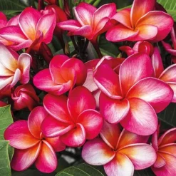 Plumeria 'Red'