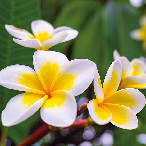 Plumeria 'Yellow' 1 Plumeria 'Yellow'