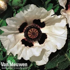 Poppy 'Checkers' -FloraNest Store POPP V65708C C