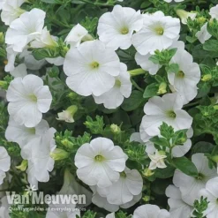 Petunia 'Surfinia' Pre-Planted Basket -FloraNest Store Petunia Surfinia White TMHF 8