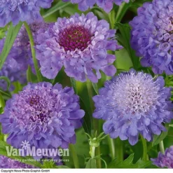 Scabious 'Blue Note' -FloraNest Store SCAB V11581 B1