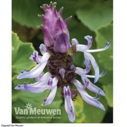 Coleus Canina 'Scaredy Cat' 8 Coleus Canina 'Scaredy Cat' -FloraNest Store SCAR VKA0115 C