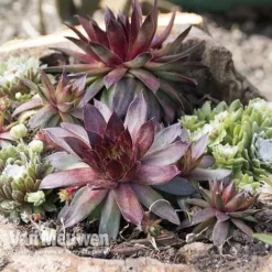 Sempervivum 'Mixed' -FloraNest Store SEMP V65856 A