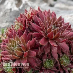 Sempervivum 'Mixed' -FloraNest Store SEMP V65856 D