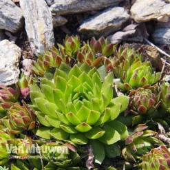 Sempervivum 'Mixed' -FloraNest Store SEMP V65856 E