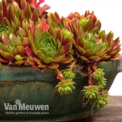 Sempervivum 'Mixed' -FloraNest Store SEMP V65856 F