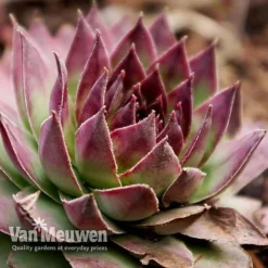 Sempervivum 'Mixed' -FloraNest Store SEMP V65856 G