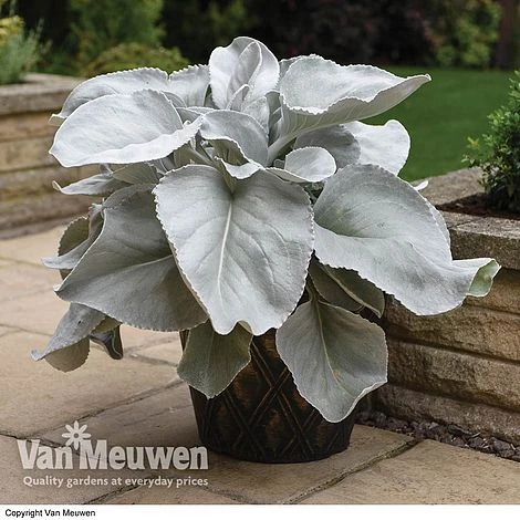 Senecio 'Angel Wings' 1 Senecio 'Angel Wings'