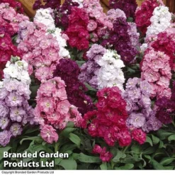 Stocks 'Most Scented Mix' -FloraNest Store STOC P6106 D
