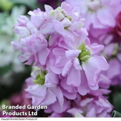Stocks 'Most Scented Mix' -FloraNest Store STOC P6106 E