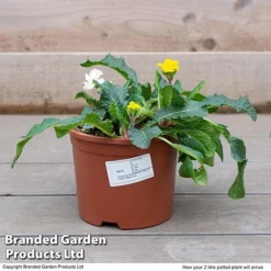 Stocks 'Most Scented Mix' -FloraNest Store STOC P6106 F