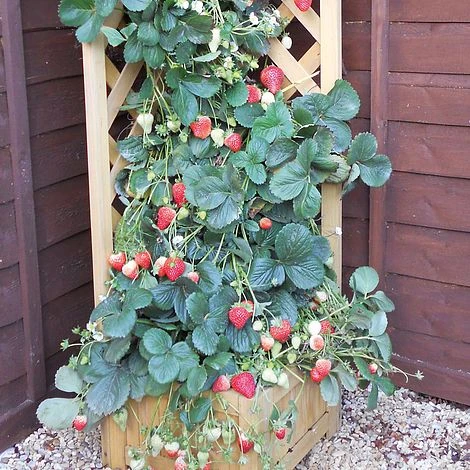 Strawberry 'Skyline' 1 Strawberry 'Skyline'