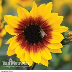 Sunflower SunBelievable™ 'Brown Eyed Girl' -FloraNest Store SUNB VKA1036 B