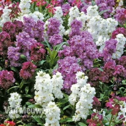 Stocks 'Brompton' -FloraNest Store Stocks Brompton