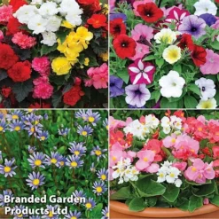Nurseryman’s Choice Summer Favourites -FloraNest Store TM 4image nurseryman without watermark