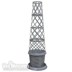 Clematis Montana 'Mayleen' -FloraNest Store TOWER POT1