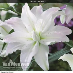 Tree Lily 'Crystal Collection' -FloraNest Store TREE 70647 C