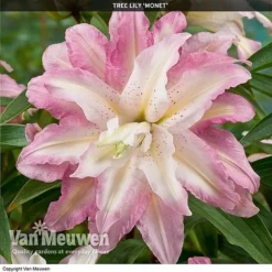 Tree Lily 'Crystal Collection' -FloraNest Store TREE 70647 D