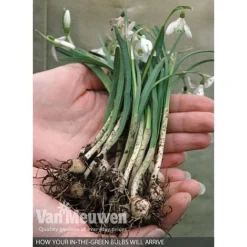 Spring Bulbs In The Green Collection -FloraNest Store V59885 B
