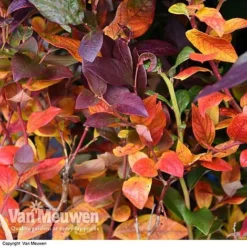 Blueberry 'Duke' -FloraNest Store VACC 16574 VA1