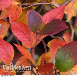 Blueberry 'Duke' -FloraNest Store VACC 16574 VA2