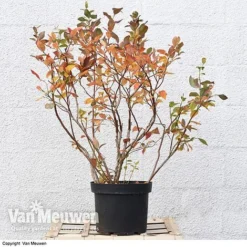 Blueberry 'Duke' -FloraNest Store VACC 16574 VA3