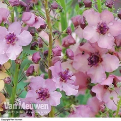 Verbascum X Hybrida 'Southern Charm' -FloraNest Store VERB V59782 C