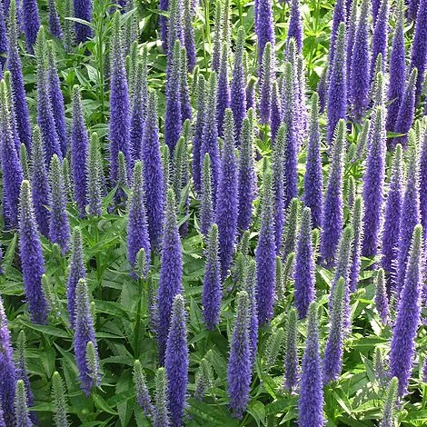 Veronica Spicata 'Royal Candles' 1 Veronica Spicata 'Royal Candles'