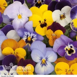 Viola 'Sorbet Mixed' -FloraNest Store VIOL 69674V A h