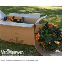 Geranium 'Balcon Mix' Pre-Planted Basket -FloraNest Store VM PrePlantedBasketArrive26