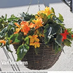 Geranium 'Balcon Mix' Pre-Planted Basket -FloraNest Store VM PrePlantedRattanBasket6