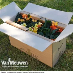 Geranium 'Balcon Mix' Pre-Planted Basket -FloraNest Store VM20PrePlantedBasketArrive6
