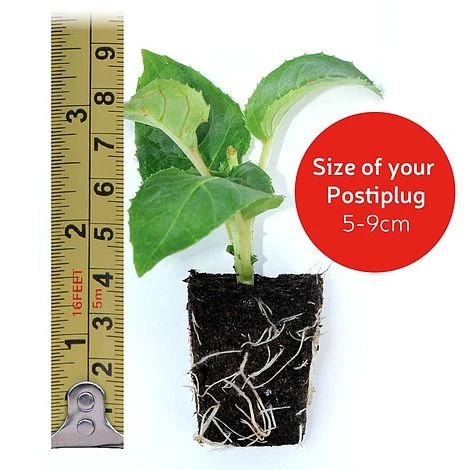 White Basket Duo Collection 4 White Basket Duo Collection - Image 4