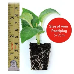 Chrysanthemum 'Hardy Patio Improved' 9 Chrysanthemum 'Hardy Patio Improved' -FloraNest Store VM20postiplugsize122