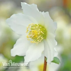 Hellebore 'Christmas Rose' -FloraNest Store VM Copyright Image Example21