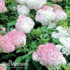 Hydrangea Paniculata 'Vanille Fraise' -FloraNest Store VMvan2